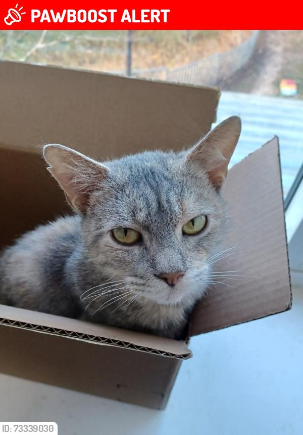 Lost Female Cat last seen Hilliard Street and Dutton Road, Peterborough, ON K9H 7N5