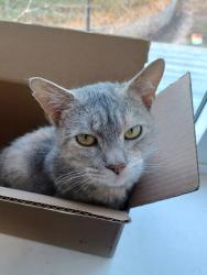 Lost Female Cat last seen Hilliard Street and Dutton Road, Peterborough, ON K9H 7N5