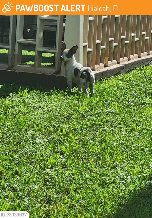 Found/Stray Female Dog last seen Near W 10th Ave, Hialeah 33014, Hialeah, FL 33012