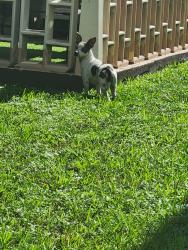 Found/Stray Female Dog last seen Near W 10th Ave, Hialeah 33014, Hialeah, FL 33012