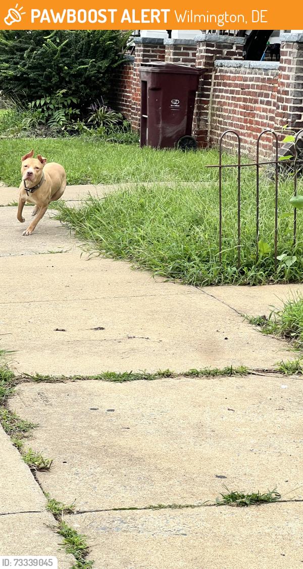 Found/Stray Male Dog last seen N Jefferson St, Wilmington, DE 19802