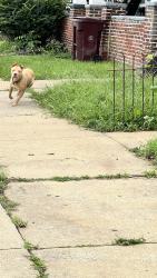 Found/Stray Male Dog last seen N Jefferson St, Wilmington, DE 19802