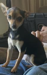 Lost Female Dog last seen Weldon Ave/Pedersen Ave, Fresno County, CA 93657