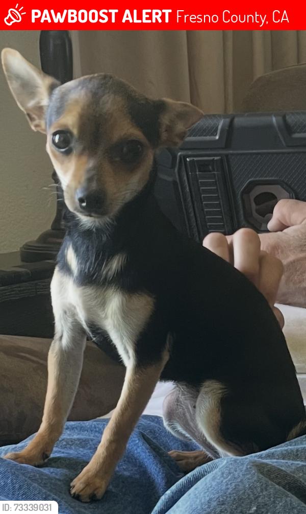 Lost Female Dog last seen Weldon Ave/Pedersen Ave, Fresno County, CA 93657
