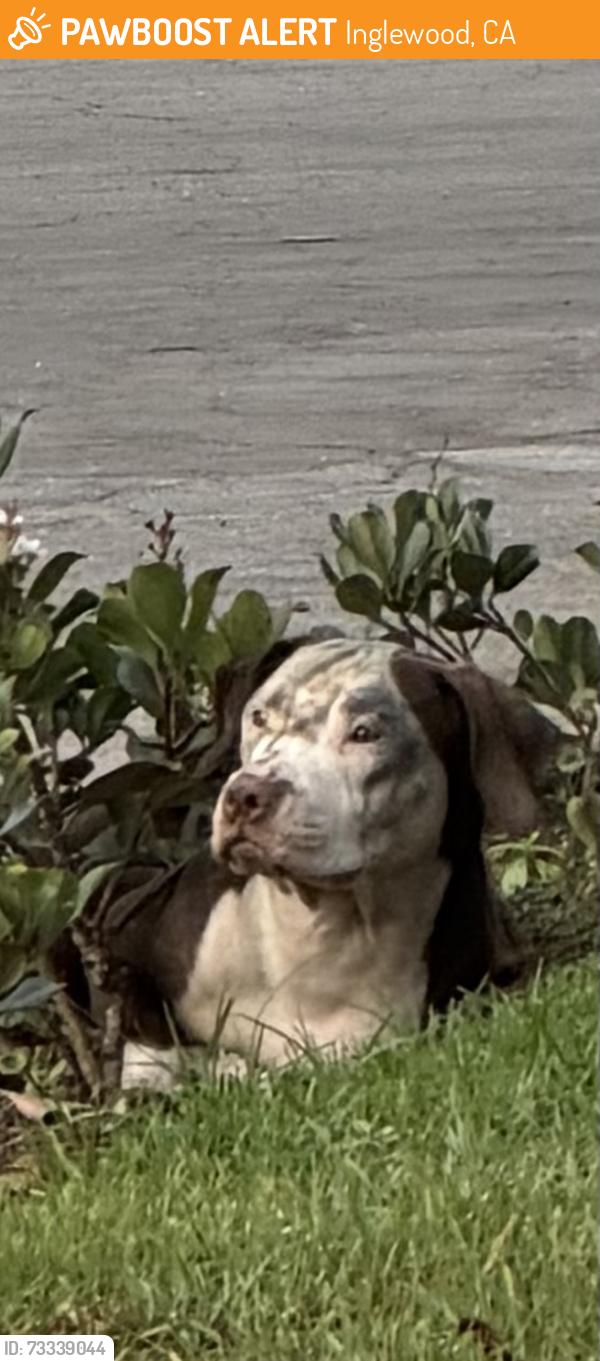 Found/Stray Unknown Dog last seen Near the parking lot of Edward Vincent Jr. Soccer Fields Park 68th St entrance, Inglewood, CA 90302
