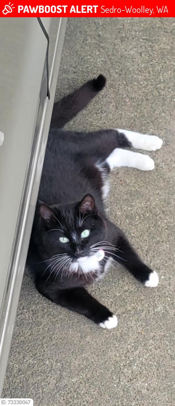 Lost Female Cat last seen Independence Blvd & McGargile, Sedro-Woolley, WA 98284