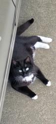 Lost Female Cat last seen Independence Blvd & McGargile, Sedro-Woolley, WA 98284