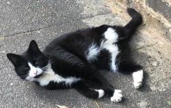 Lost Female Cat last seen Carver Road and Herne Hill, Greater London, England SE24 9LS