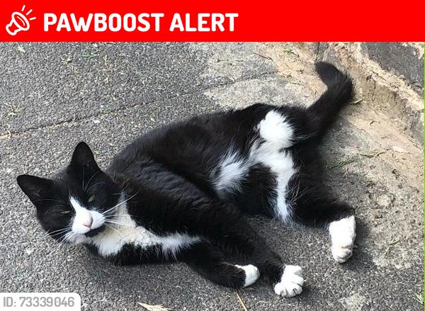 Lost Female Cat last seen Carver Road and Herne Hill, Greater London, England SE24 9LS