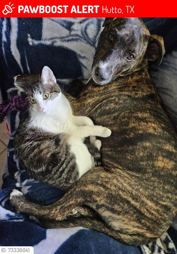 Lost Female Cat last seen Willowbrook/ twighlight, Hutto, TX 78634