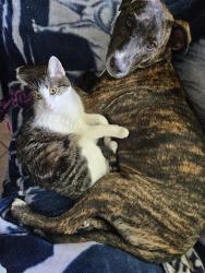 Lost Female Cat last seen Willowbrook/ twighlight, Hutto, TX 78634