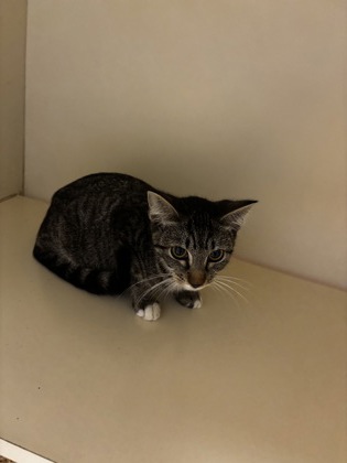 Shelter Stray Female Cat last seen Salem Rd & Panola Rd Stonecrest, GA 30038, 30038, GA, 3280 Chamblee Dunwoody Rd, Chamblee, GA 30341, USA