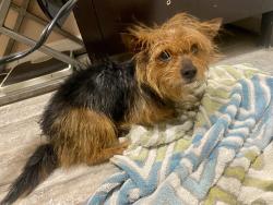 Found/Stray Unknown Dog last seen Tulip, Philadelphia, PA 19134