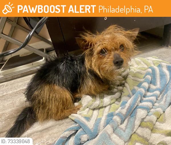Found/Stray Unknown Dog last seen Tulip, Philadelphia, PA 19134