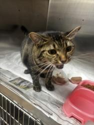 Shelter Stray Female Cat last seen Near Buice Dr Tucker, 30084, 30084, GA, 3280 Chamblee Dunwoody Rd, Chamblee, GA 30341, USA