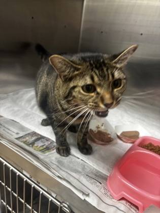 Shelter Stray Female Cat last seen Near Buice Dr Tucker, 30084, 30084, GA, 3280 Chamblee Dunwoody Rd, Chamblee, GA 30341, USA