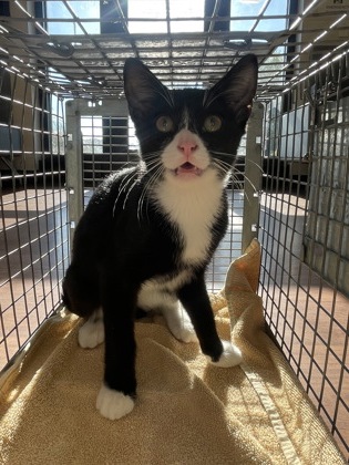 Shelter Stray Male Cat last seen Near Spanish Town Rd, 70802, LA, 2550 Gourrier Ave, Baton Rouge, LA 70820, USA