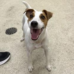 Shelter Stray Male Dog last seen Grassbur/Elmo Weedon, Aggieland Humane Society, TX, 5359 Leonard Rd, Bryan, TX 77807, USA