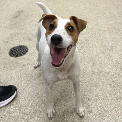 Shelter Stray Male Dog last seen Grassbur/Elmo Weedon, Aggieland Humane Society, TX, 5359 Leonard Rd, Bryan, TX 77807, USA