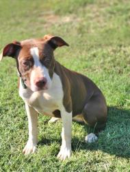 Shelter Stray Female Dog last seen Near LENHARDT RD EASLEY, SC 29640, PICKENS COUNTY, SC, 193 County Farm Rd, Pickens, SC 29671, USA
