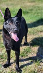 Shelter Stray Male Dog last seen PUMPKINTOWN HWY & TROTTER RD PICKENS, SC 29671, PICKENS COUNTY, SC, 193 County Farm Rd, Pickens, SC 29671, USA