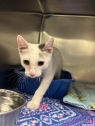 Shelter Stray Male Cat last seen , , TX, 330 Rufe Snow Dr, Keller, TX 76248, USA