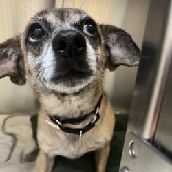 Shelter Stray Female Dog last seen W 65th St & Maurer Rd, Lenexa, KS, 5424 Antioch Dr, Merriam, KS 66202, USA