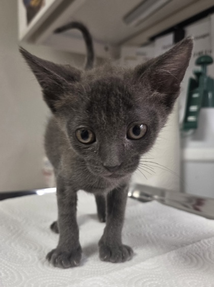 Shelter Stray Female Cat last seen W Panoche Rd & S Hudson Ave, Firebaugh Zone Fresno CO 1A 93622, CA, 1510 W Dan Ronquillo Dr, Fresno, CA 93706, USA