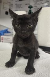 Shelter Stray Female Cat last seen W Panoche Rd & S Hudson Ave, Firebaugh Zone Fresno CO 1A 93622, CA, 1510 W Dan Ronquillo Dr, Fresno, CA 93706, USA