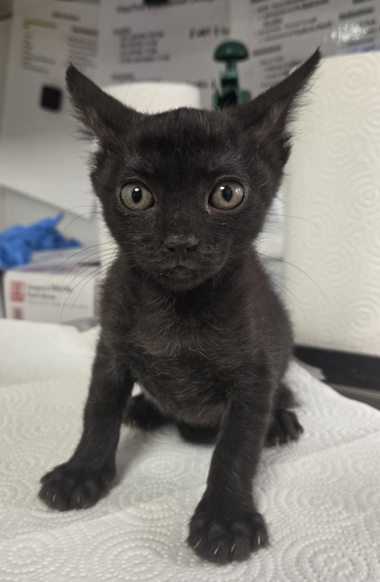 Shelter Stray Female Cat last seen W Panoche Rd & S Hudson Ave, Firebaugh Zone Fresno CO 1A 93622, CA, 1510 W Dan Ronquillo Dr, Fresno, CA 93706, USA