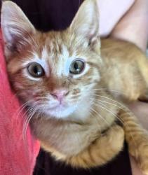 Shelter Stray Female Cat last seen E 73rd St & Paseo, KCMO, 64132, 64132, MO, 7077 Elmwood Ave, Kansas City, MO 64132, USA