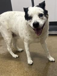 Shelter Stray Female Dog last seen Lorain & Rocky River, 1st District,, 9203 Detroit Ave, Cleveland, OH 44102, USA