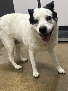 Shelter Stray Female Dog last seen Lorain & Rocky River, 1st District,, 9203 Detroit Ave, Cleveland, OH 44102, USA