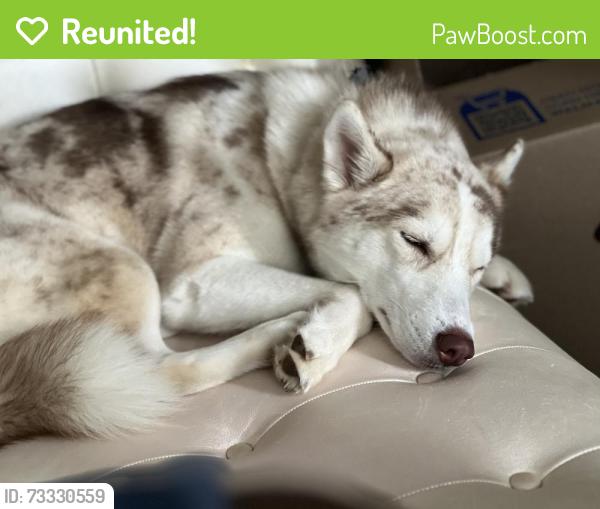 Reunited Female Dog last seen Near grandiflora dr mcdonough ga 30253, McDonough, GA 30253