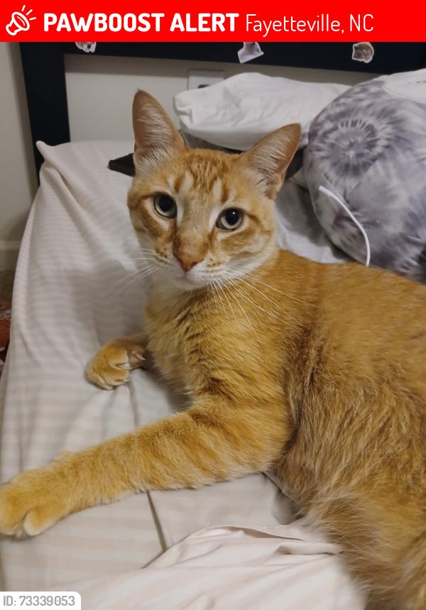 Lost Male Cat last seen Bonner place/S Dougherty, Fayetteville, NC 28307