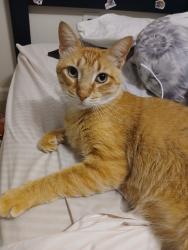 Lost Male Cat last seen Bonner place/S Dougherty, Fayetteville, NC 28307