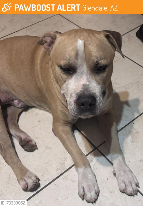 Found/Stray Male Dog last seen 91st avenue / Northern, Glendale, AZ 85301