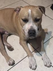 Found/Stray Male Dog last seen 91st avenue / Northern, Glendale, AZ 85301