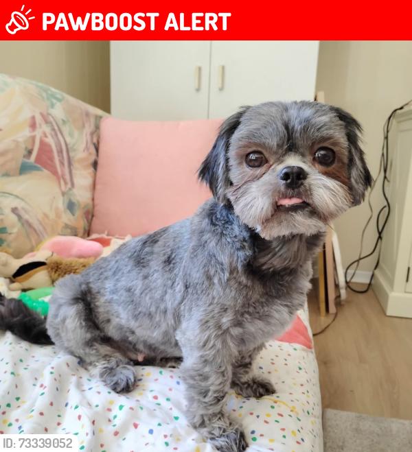 Lost Female Dog last seen Pine Ln & Route 15, Fluvanna County, VA 23055
