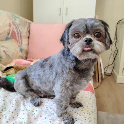 Lost Female Dog last seen Pine Ln & Route 15, Fluvanna County, VA 23055