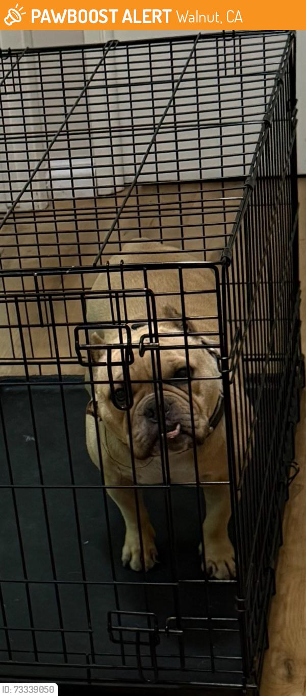 Found/Stray Female Dog last seen Varsity Dr., Walnut, CA, Walnut, CA 91789