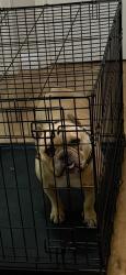 Found/Stray Female Dog last seen Varsity Dr., Walnut, CA, Walnut, CA 91789