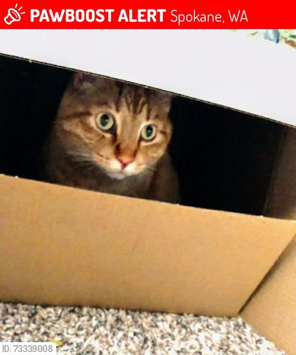 Lost Male Cat last seen East 31st Ave, Spokane, WA 99223