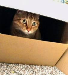 Lost Male Cat last seen East 31st Ave, Spokane, WA 99223