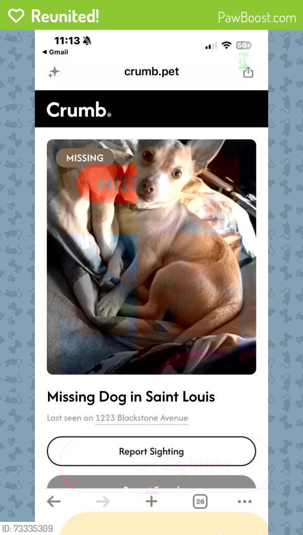 Reunited Male Dog last seen Page blvd, St. Louis, MO 63112