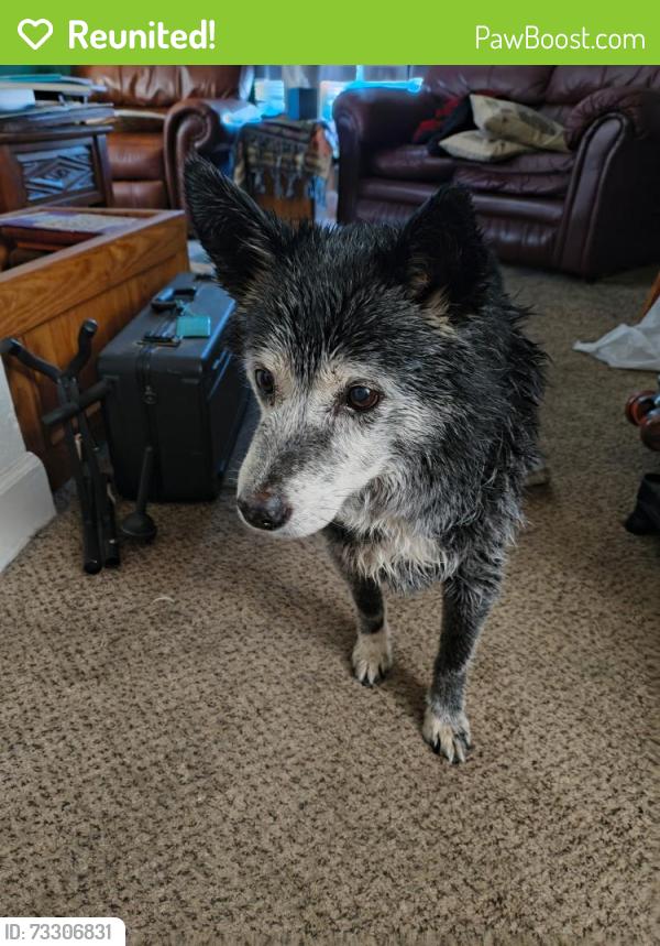 Reunited Male Dog last seen Summit and abriendo, Pueblo, CO 81004