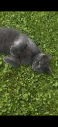 Lost Male Cat last seen Near west 9 mile Southfield, Southfield, MI 48075