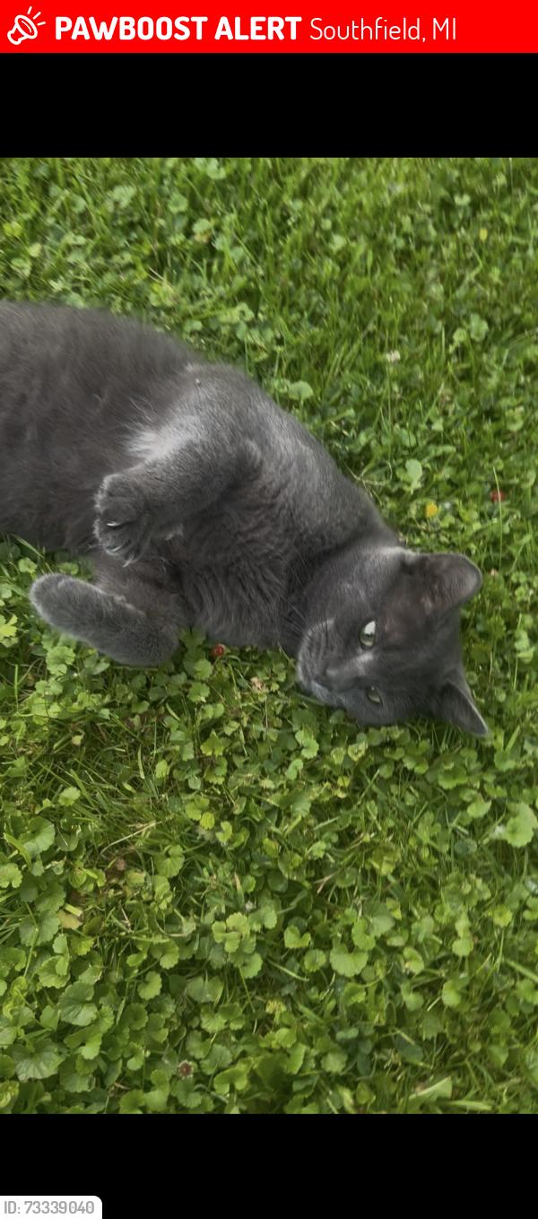 Lost Male Cat last seen Near west 9 mile Southfield, Southfield, MI 48075