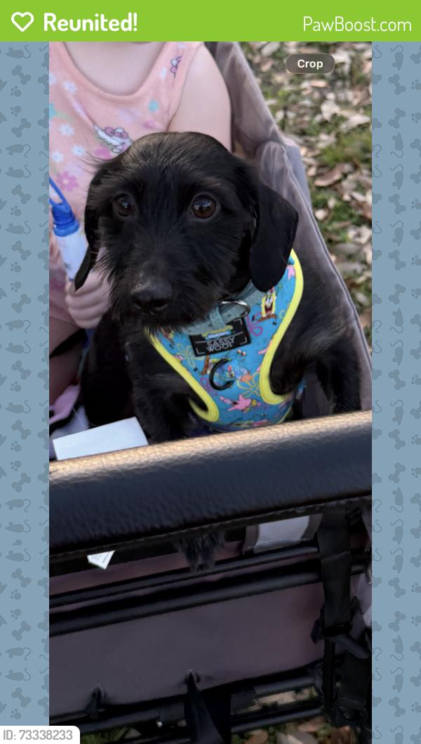 Reunited Male Dog last seen Eaton Dr, Pecan Creek, escaped backyard, Temple, TX 76504