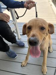 Reunited Male Dog last seen Rudolph Dr. and Cupid Dr., Beaufort, NC 28516